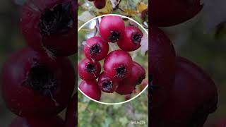 Hložinky na kečup a survival sýr Common hawthorn fruits [upl. by Bamby726]