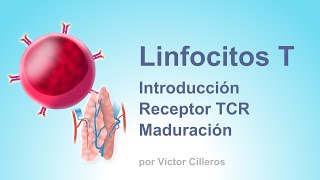 Linfocitos T Introducción y maduración [upl. by Aihsemak]