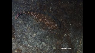 Gastromyzon ocellatus from Sarawak [upl. by Eyar]