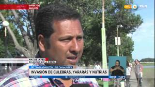 Visión 7  Invasión de culebras yararás y nutrias en Quilmes [upl. by Ynatil]