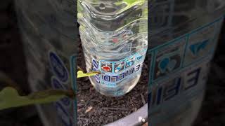 How to water plants while on vacation  Container garden watering [upl. by Sjoberg]