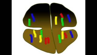 CHROMOSOMAL NONDISJUNCTION [upl. by Sisi]