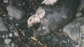 Grey Seals mating on Rathlin Island [upl. by Leamiba26]