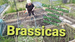 Gardening on the Plot at the Allotment Planting Broccoli and Beetroot seedlings [upl. by Anura]