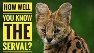 Serval  Description Characteristics and Facts [upl. by Naihr]