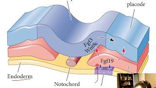 Ectodermal Placodes and the Epidermis Chapter 16 [upl. by Alyakcm]