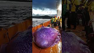 Giant Sea Monsters Caught by Fishermen 🐙🎣GiantSeaCreatures FishingDiscoveries OceanMysteries [upl. by Derdle24]