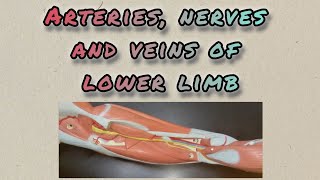 ARTERIES NERVES AND VEINS OF LOWER LIMBAnatomy anatomy humananatomy selflessmedicose humanbody [upl. by Jarietta]