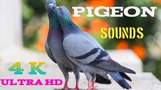 Pigeon Audio Pigeon Sound Effect Loud [upl. by Naegem]