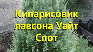 Кипарисовик лавсона Уайт Спот Краткий обзор описание chamaecyparis lawsoniana White Spot [upl. by Margareta]