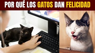 Por qué tener un GATO en CASA te dará FELICIDAD 😺 [upl. by Calle]