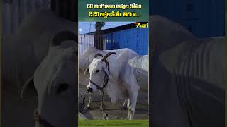 Ongole Cow Characteristics ToneAgri OngoleCattleDemand OngoleCowCharacteristics OngoleCowFarming [upl. by Terrence]