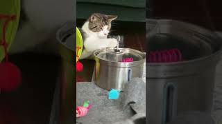 Cat Mesmerized by Water Fountain 😻 💦 [upl. by Attener514]