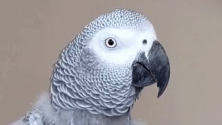 This bird talking like human is scary good [upl. by Warden]