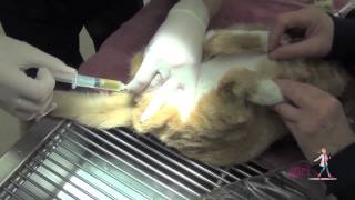 Feline Urethral Obstruction FUO  How to unblock a cat  VETgirl Veterinary CE Videos [upl. by Syla]