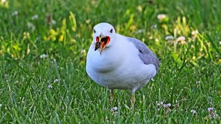 Larus delawarensis RINGBILLED GULL feast on cicadas 9088763 [upl. by Henderson]