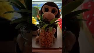 Babouche professeur de danse de forêt 🌲🐵monkey funny [upl. by Ylreveb]