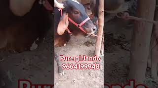 Pure girlando cow for sale from rajsthan Sri ganganagar cow dairycowsalepurchase sdf [upl. by Chester]