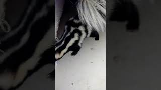 Spotted Skunk Playing with Marble Egg [upl. by Sasnett459]