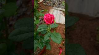 Rose transformation♥️😍roseflower flowers shortsfeed ytshorts mygardening flowerslovers [upl. by Nolaj]