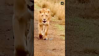 This Lion Saved The Life Of His Child shorts animalshorts [upl. by Shere112]