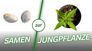 So startest du erfolgreich in deinen ersten Home Grow [upl. by Doownil]