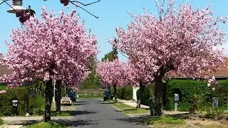 Japanese cherry blossom trees prunus serrulatacultivar Kanzan japansk kirsebærtræ blomstrende [upl. by Bard]