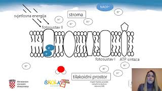 Biologija 3 r SŠ  Fotosinteza [upl. by Tila]