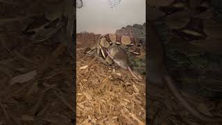 BOA CONSTRICTOR STRIKE boaconstrictor reptiles reptile animals snake naturewildlife [upl. by Barnabe]