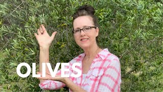 Step by Step How To Cure Olives  SO EASY [upl. by Westbrooke774]