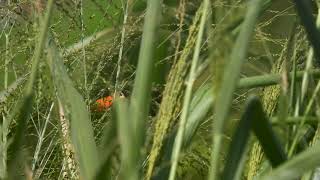 Zanzibar red bishop  Short video 4KUHD Birds Photography  Wild Video  Wildlife Animals [upl. by Akimahc892]