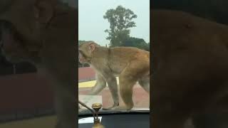 shortvideos bandar bandarmama animals like share stvlog [upl. by Eglantine]