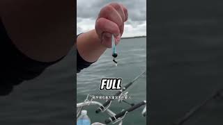 ⭕戶外釣魚：釣魚佬將魷魚墨汁塗抹在手上，結果把自己害慘了！ 海釣 戶外 魷魚 [upl. by Mohn]