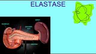 DIGESTIVE ENZMES ELASTASE [upl. by Fritzsche]