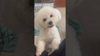 Crying prank on toy poodle sushmakiron cream [upl. by Leena]