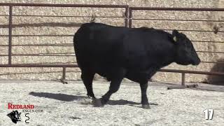 Redland Angus Lot 17 [upl. by Pet292]