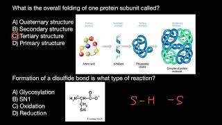 Disulfide bridges in proteins [upl. by Holladay]