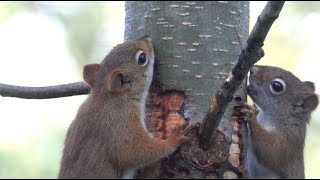 Red Squirrels Enjoying Tree Sap 6202020 HD [upl. by Htor786]