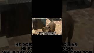 he js showed up help what 😭 freeloader shorts lost dog funny dog viral fypシ゚viral [upl. by Dorrahs831]