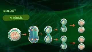 quotUnderstanding Meiosis A Comprehensive 3D Animation of Cell Divisionquot [upl. by Eirotal41]