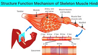 Skeleton Muscle Anatomy amp Physiology Structure Function amp Hindi  Sarcomere Structure Function Hindi [upl. by Feliks]