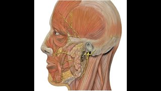 ANATOMIE FMPM ANATOMIE DU NERF FACIAL [upl. by Tedra236]