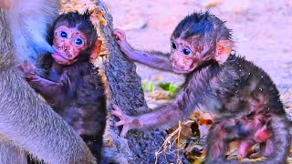 Action funny of little monkey babies with soil stains on faces looks too funny but so cute [upl. by Atinehc]