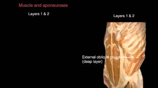 Ant Abdominal Wall Anterior view [upl. by Pantheas]