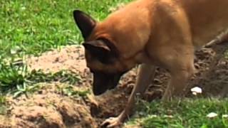 Malinois digging LOL [upl. by Linnette]