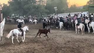 Rodeo Coleadero perris 111624 [upl. by Datnow]