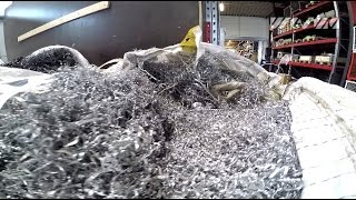 WEIMA ZMK 50 shreds aluminum cuttings [upl. by Animas]