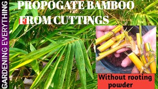 Propogate bamboo from cuttings Golden Bamboo without rooting hormone Gardening Everything [upl. by Brodsky664]