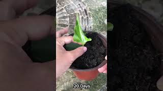 How to grow anthuriums properly and effectively [upl. by Taryn576]