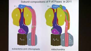 ATP Synthase the Understood the Uncertain and the Unknown Part 2 of 5 [upl. by Trelu]